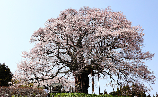 醍醐桜