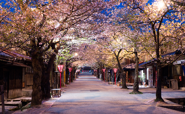 新庄がいせん桜通り